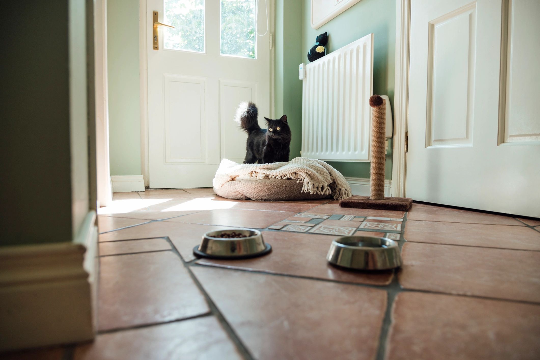 Cat at home in a cozy domestic setting