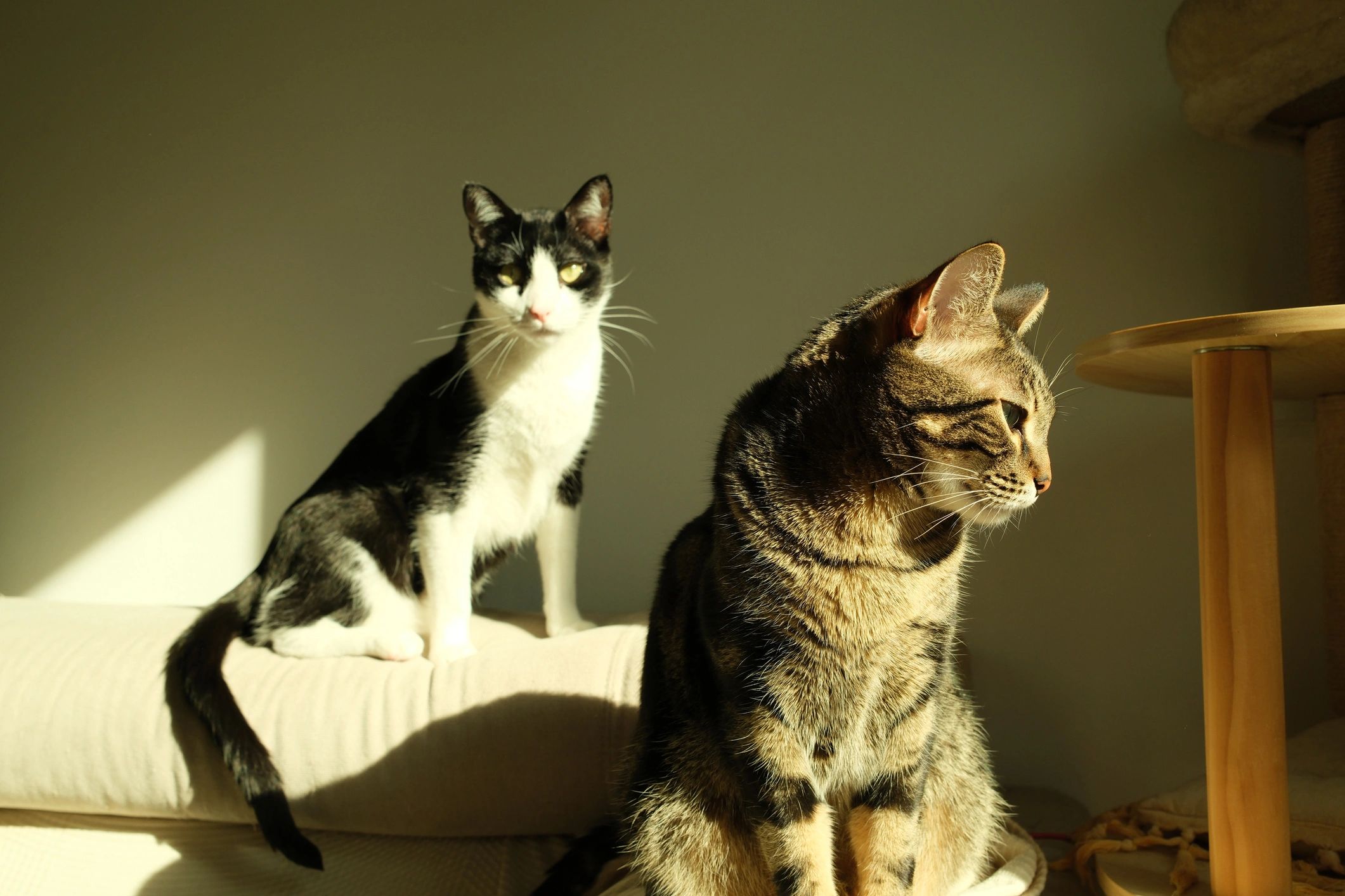 Two Distinct Domestic Cats Relaxing Together on a Sofa