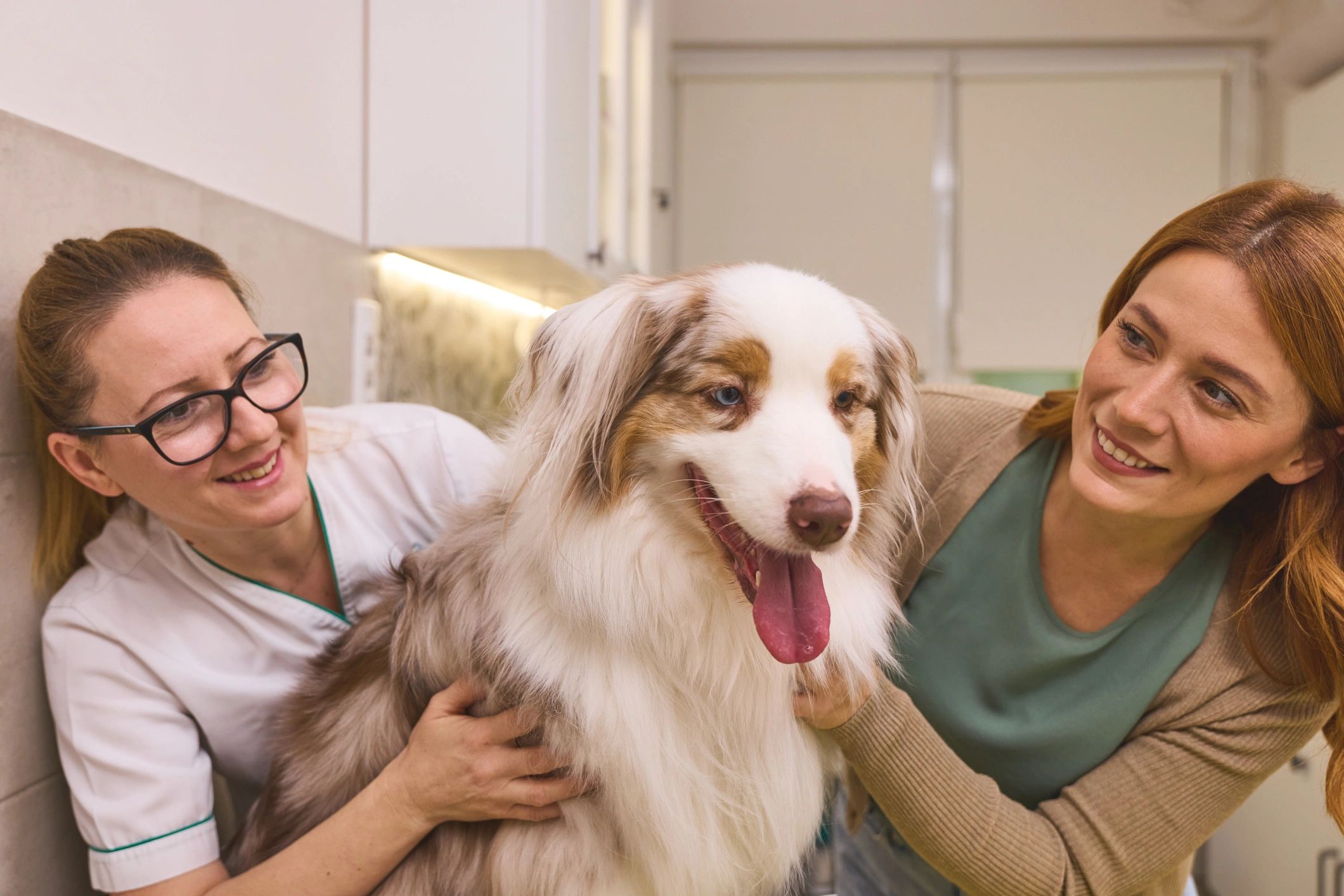 Veterinarian consulting with a dog owner during a pet checkup