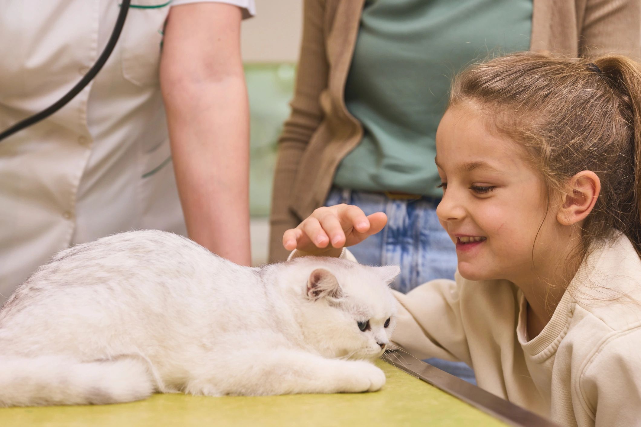 Veterinarian examining a white cat during a clinic visit