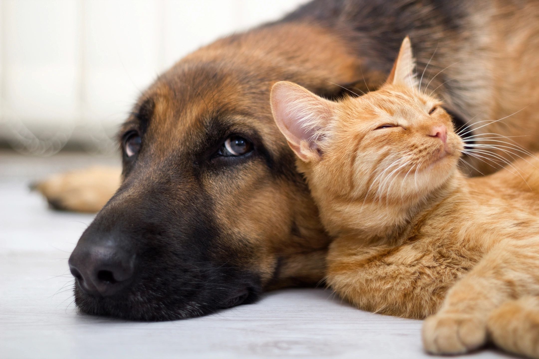 A dog and cat napping together